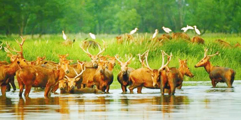 江苏大丰麋鹿国家级自然保护区
